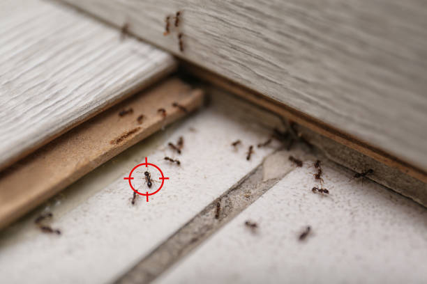 Best Mosquito Control Services  in Woodville, TX
