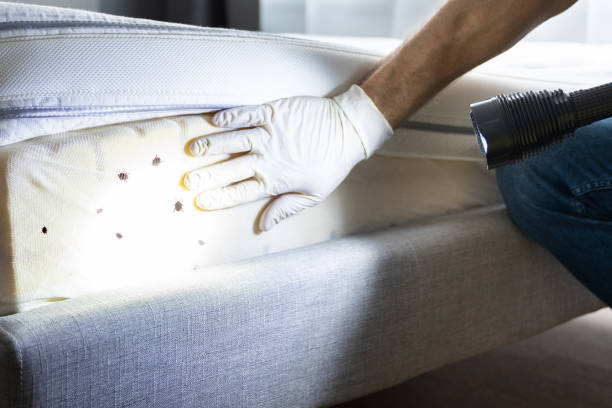 Best Residential Pest Control  in Woodville, TX