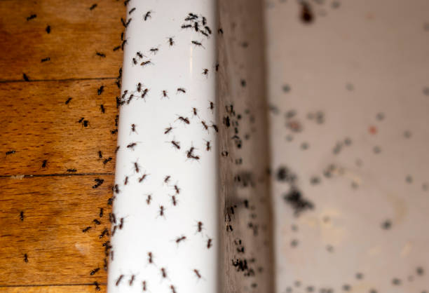 Pest Control Cost in Woodville, TX